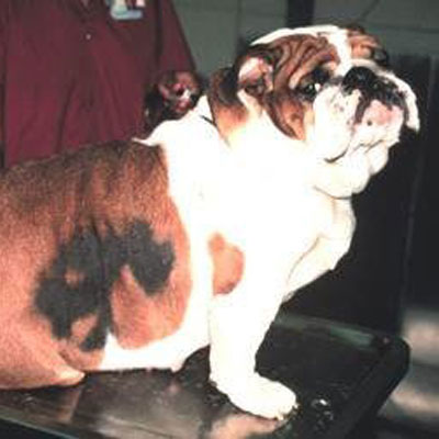 Low thyroids can cause both weight gain and hair loss as Bubba can attest.