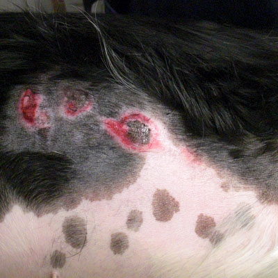 This dog had burns after the tea fire in Santa Barbara.
