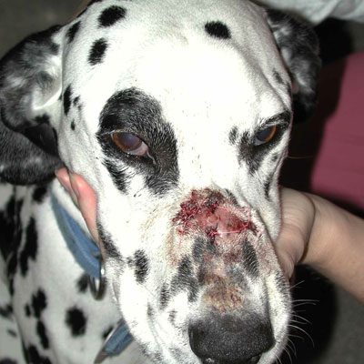This dog has a deep fungal infection from blastomycosis. If not treated aggressively, affected pets will die. The stitches in his nose are from the biopsies that lead to this diagnosis.