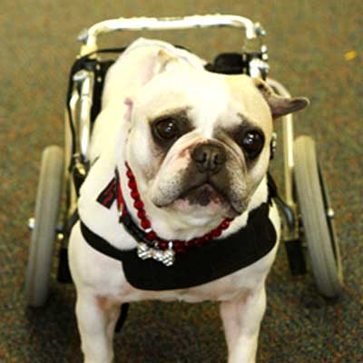 Lillie, the Therapy Dog Story Image