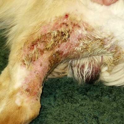 This is a deep bacterial infection or pyoderma, which was caused by an allergy to fleas.