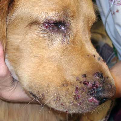 Buff’s deep skin infection was caused by a disease called puppy strangles.