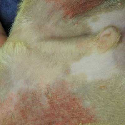 This Chihuahua had a contact allergy to a topical medication.